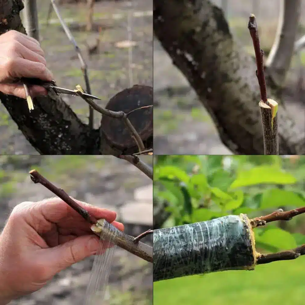 Sekator Do Szczepienia Okulizacji Drzew Krzewów Roślin - obrazek 11