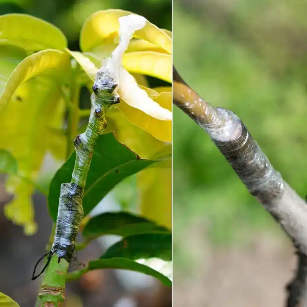Sekator Do Szczepienia Okulizacji Drzew Krzewów Roślin - obrazek 10