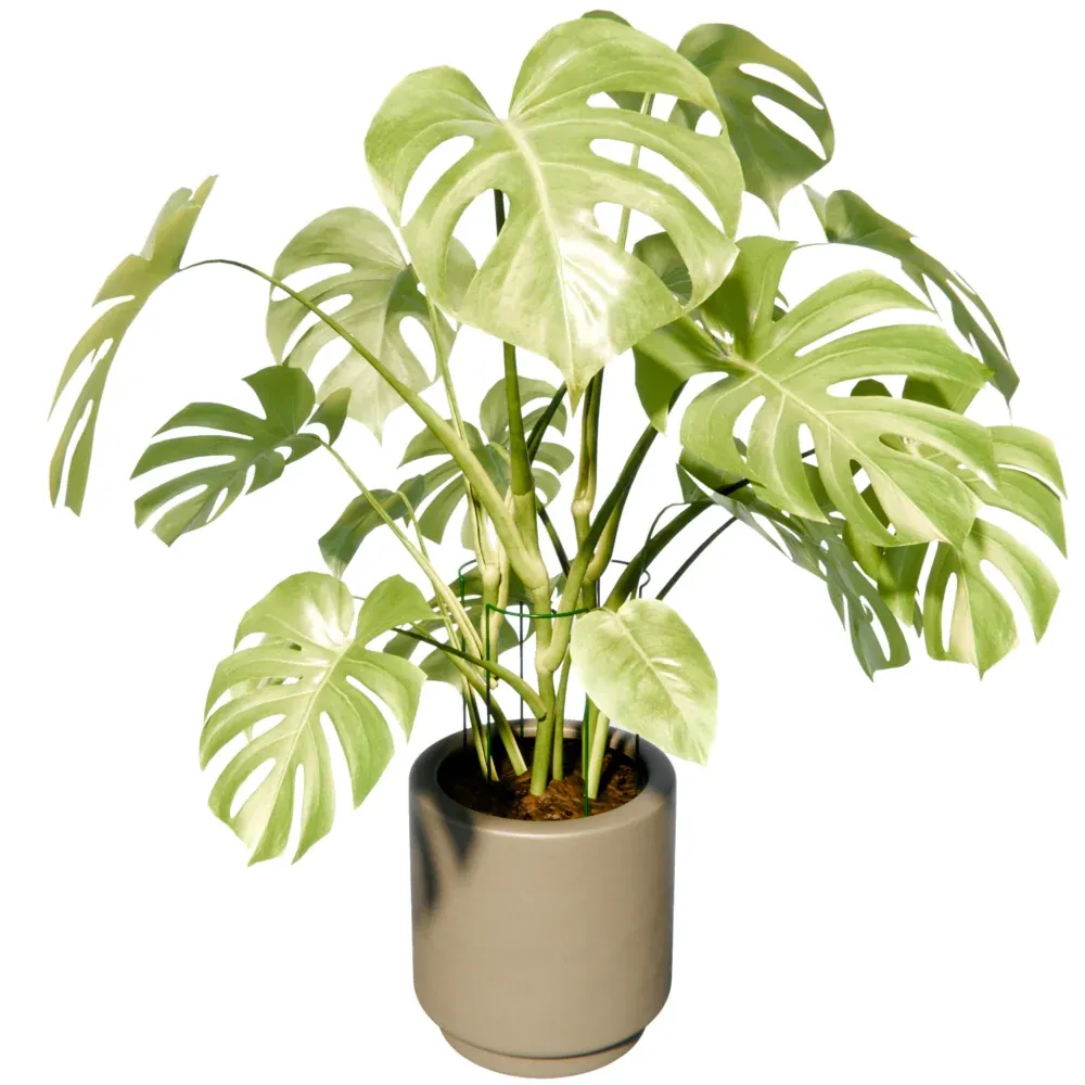 Podpora Pierścieniowa Do Roślin 25x45cm 3 Sztuki - obrazek 14